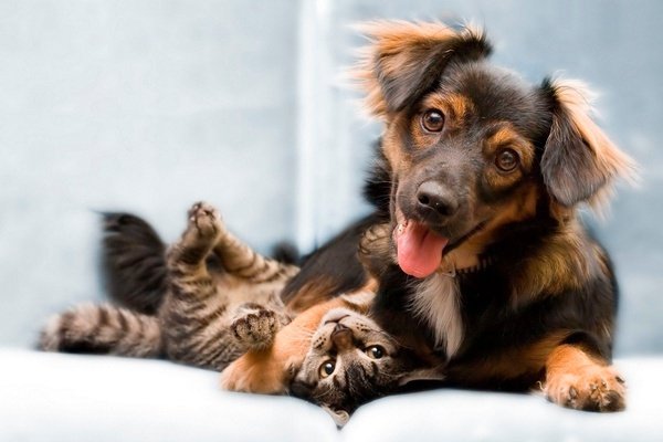 ACCOGLIENZA ANIMALI DOMESTICI / GRATUITO Art Hotel Orologio Bologna, Italia ACCOGLIENZA ANIMALI DOMESTICI / GRATUITO Art Hotel Orologio Bologna, Italia