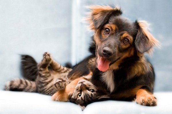Accoglienza animali domestici / gratuito art hotel orologio bologna Accoglienza animali domestici / gratuito art hotel orologio bologna