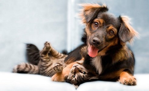 ACCOGLIENZA ANIMALI DOMESTICI / GRATUITO Art Hotel Orologio a Bologna, Italia ACCOGLIENZA ANIMALI DOMESTICI / GRATUITO Art Hotel Orologio a Bologna, Italia