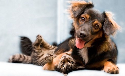 ACCOGLIENZA ANIMALI DOMESTICI. GRATUITO Art Hotel Novecento a Bologna ACCOGLIENZA ANIMALI DOMESTICI. GRATUITO Art Hotel Novecento a Bologna