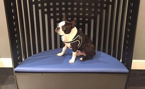 ACCOGLIENZA ANIMALI DOMESTICI / GRATUITO Art Hotel Orologio a Bologna ACCOGLIENZA ANIMALI DOMESTICI / GRATUITO Art Hotel Orologio a Bologna